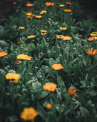 Calendula Alpha Medicinal
