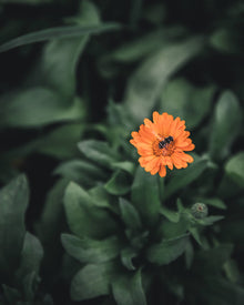 Calendula Alpha Medicinal