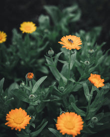 Calendula Alpha Medicinal