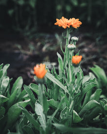Calendula Alpha Medicinal