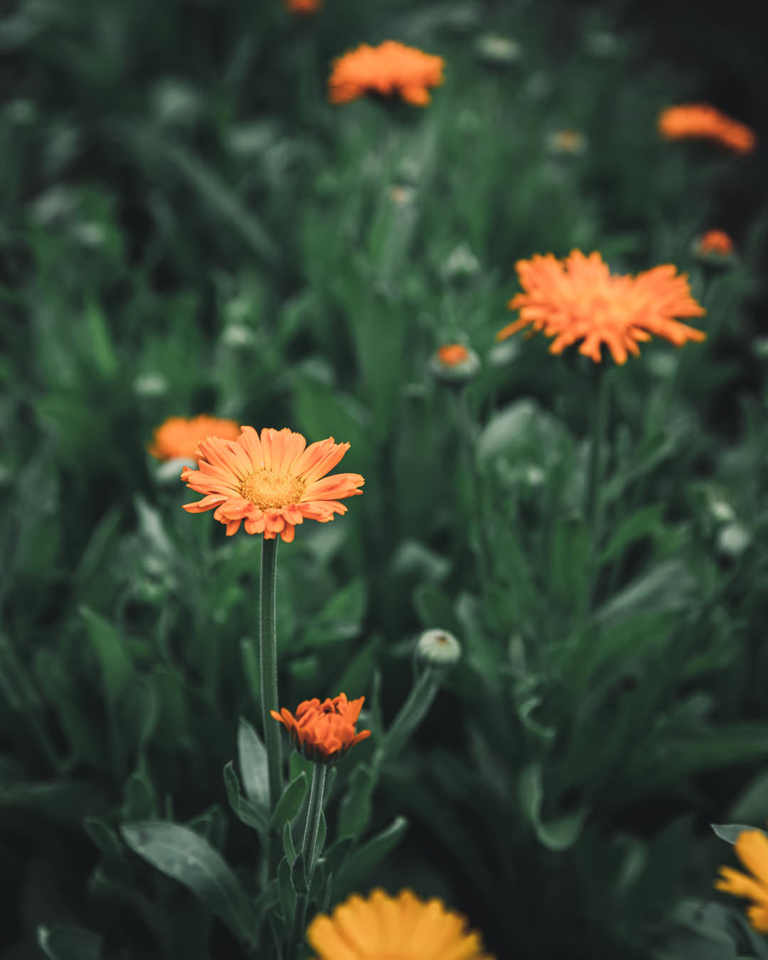 Calendula Alpha Medicinal
