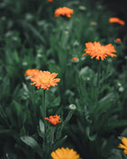 Calendula Alpha Medicinal