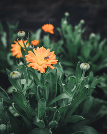 Calendula Alpha Medicinal