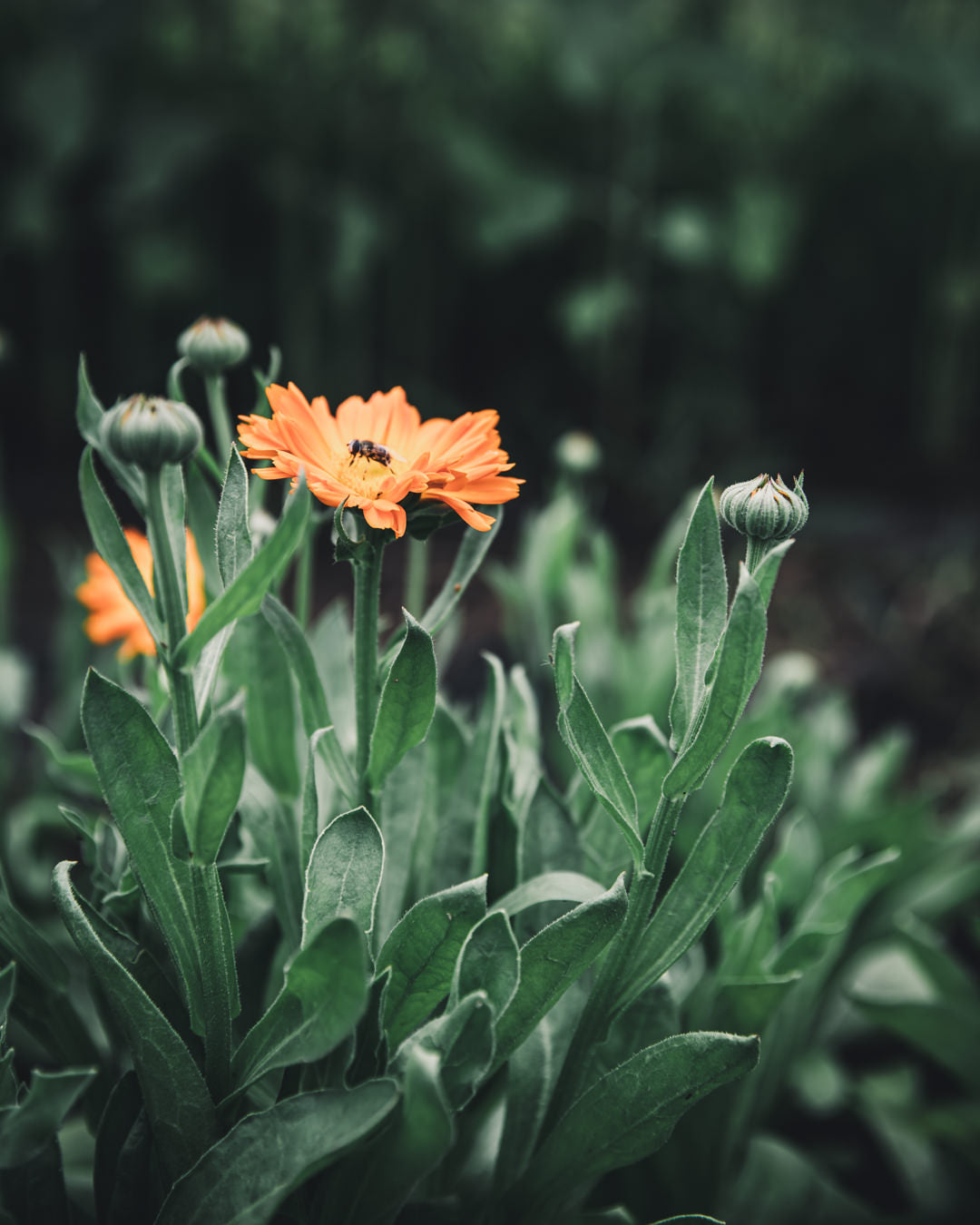 Calendula Alpha Medicinal