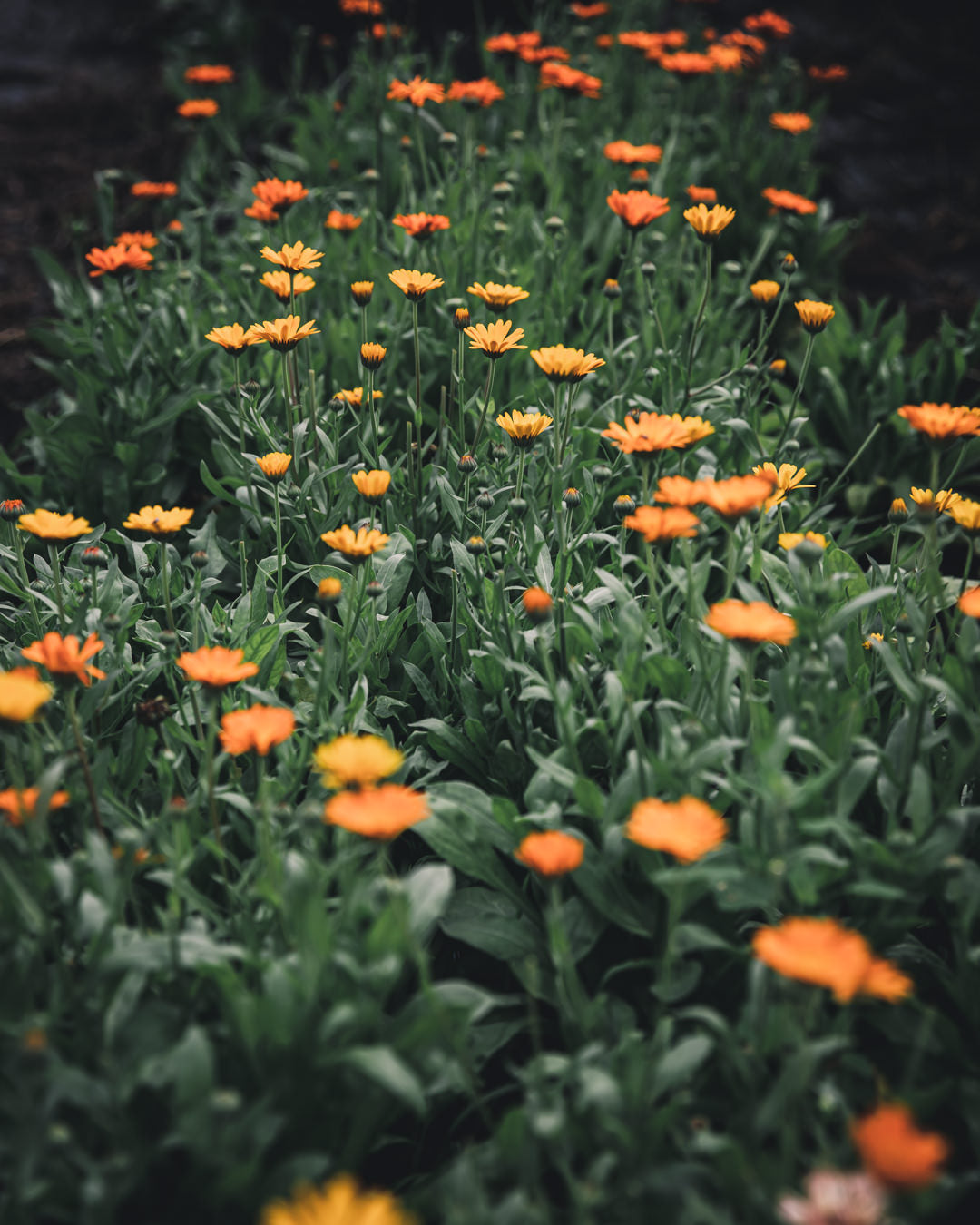 Calendula Alpha Medicinal