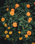 Calendula Alpha Medicinal