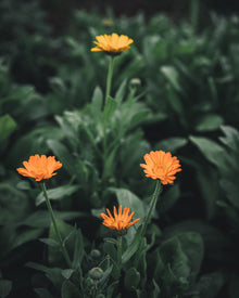 Calendula Alpha Medicinal