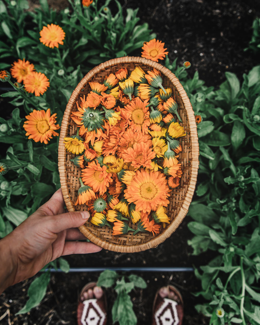 Calendula Alpha Medicinal