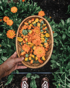 Calendula Alpha Medicinal