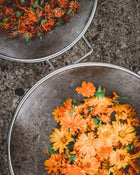 Calendula Alpha Medicinal