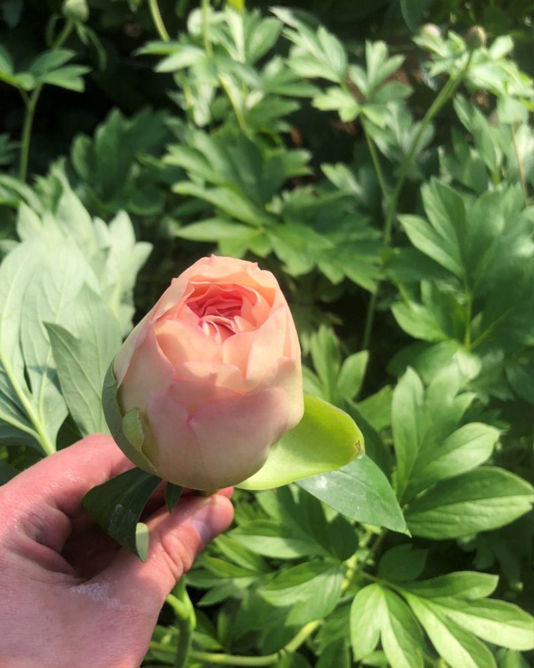 Peony 'Canary Brilliants ®' (3-5 eye) (rare & limited)
