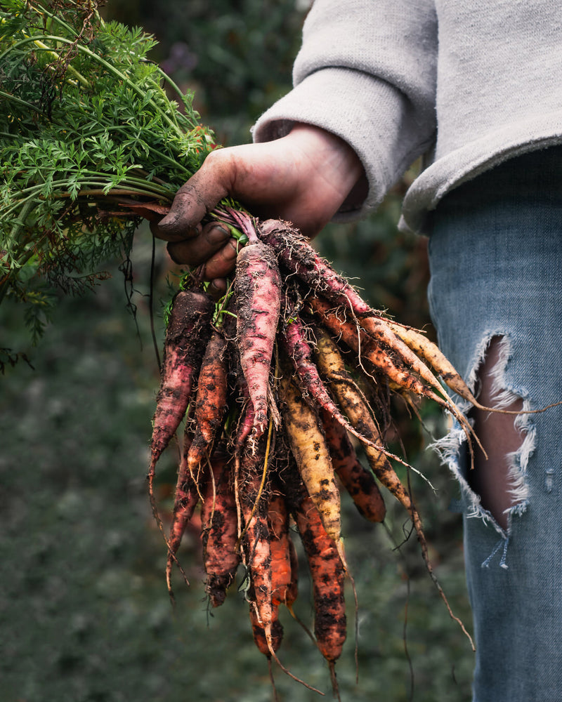 Carrot 'Glow Stix Sunrise Mix'