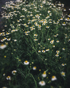 Chamomile Seeds