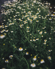 Chamomile Seeds