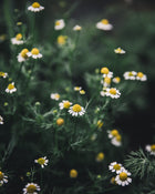 Chamomile Seeds