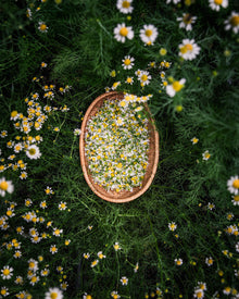 Chamomile Seeds