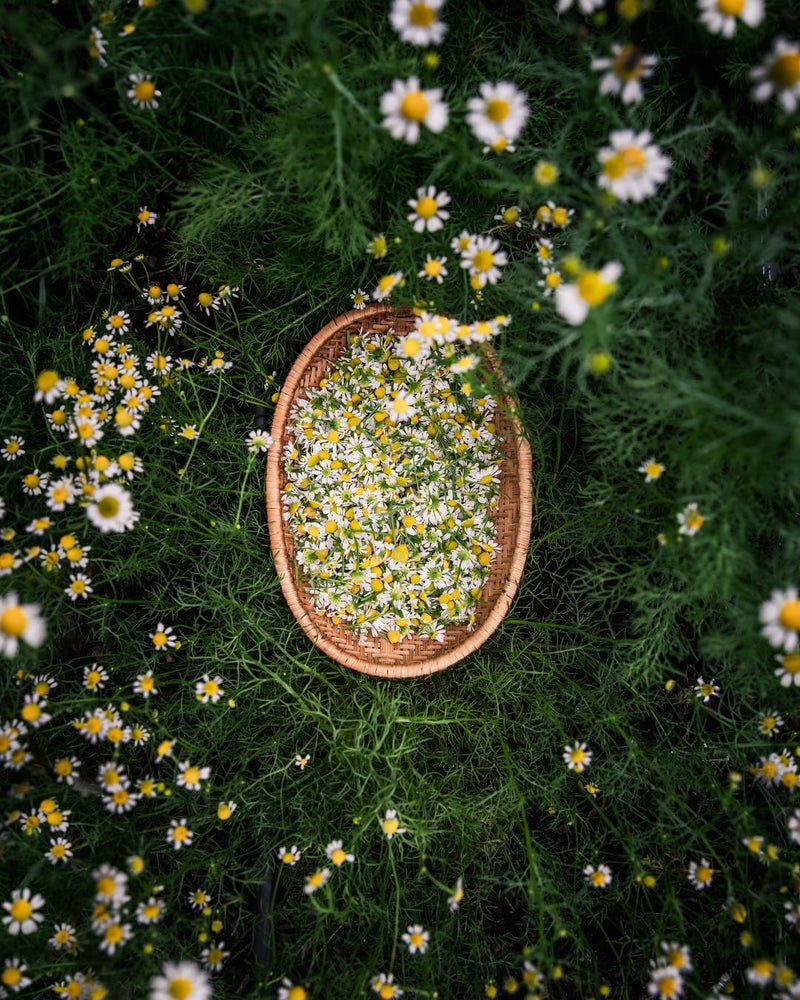 Chamomile Seeds