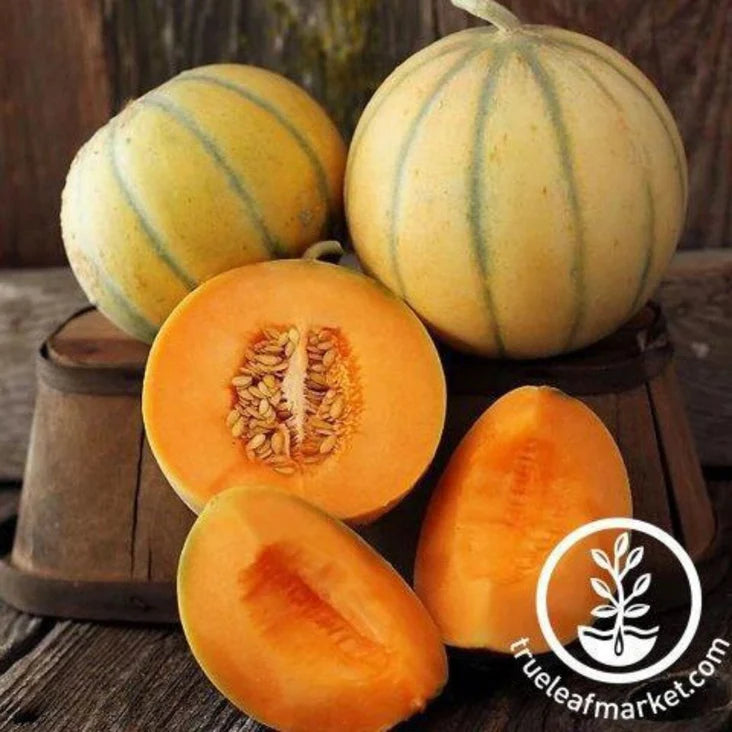 Melon 'Charentais'