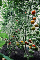 Tomato 'Supersweet 100'