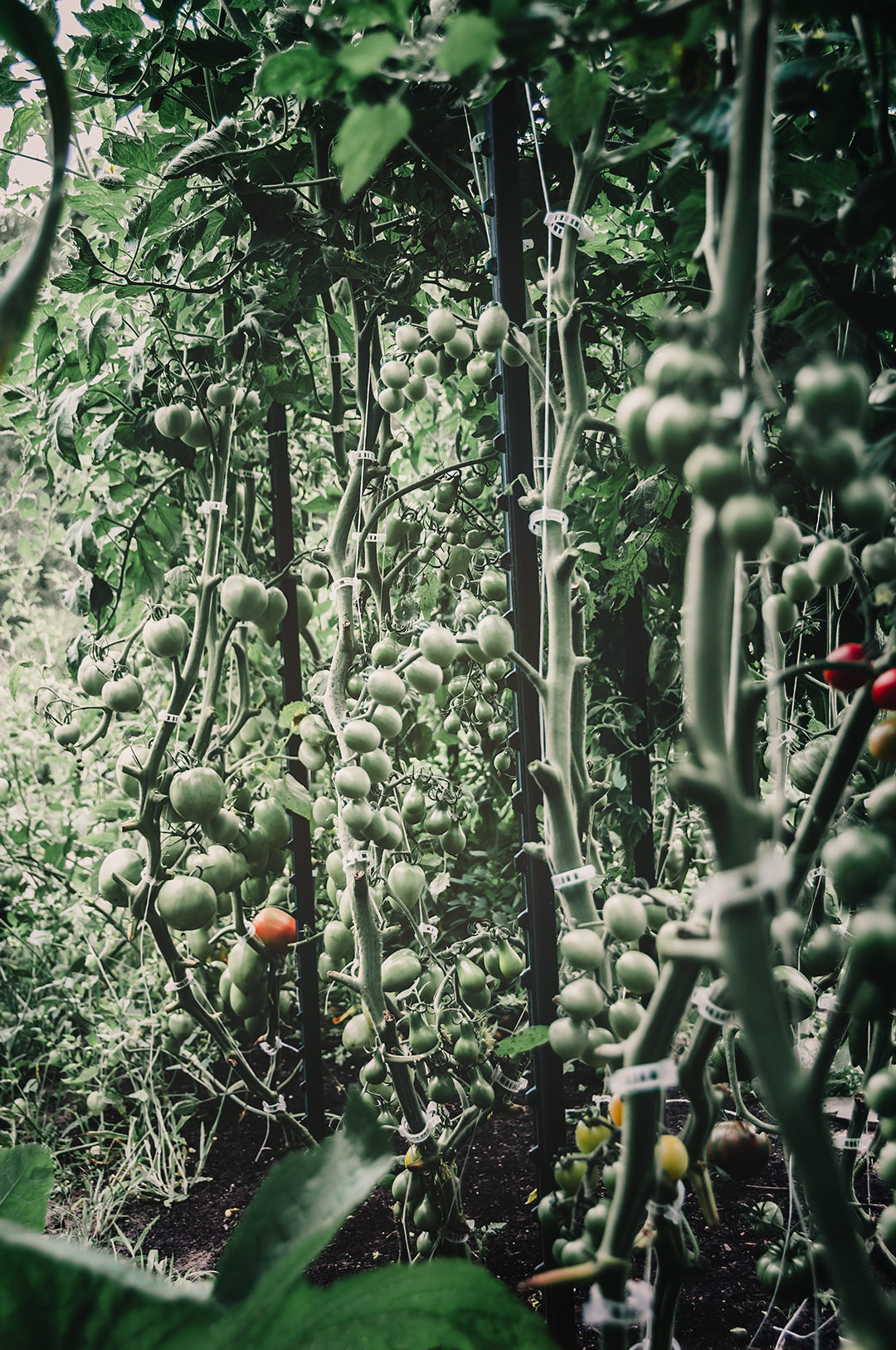 Tomato 'Supersweet 100'