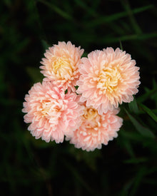 China Aster King Size Apricot Seeds