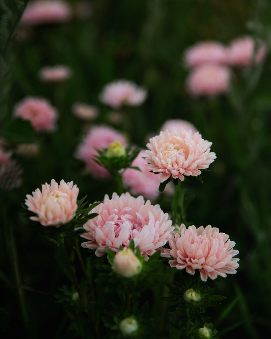 China Aster King Size Apricot Seeds