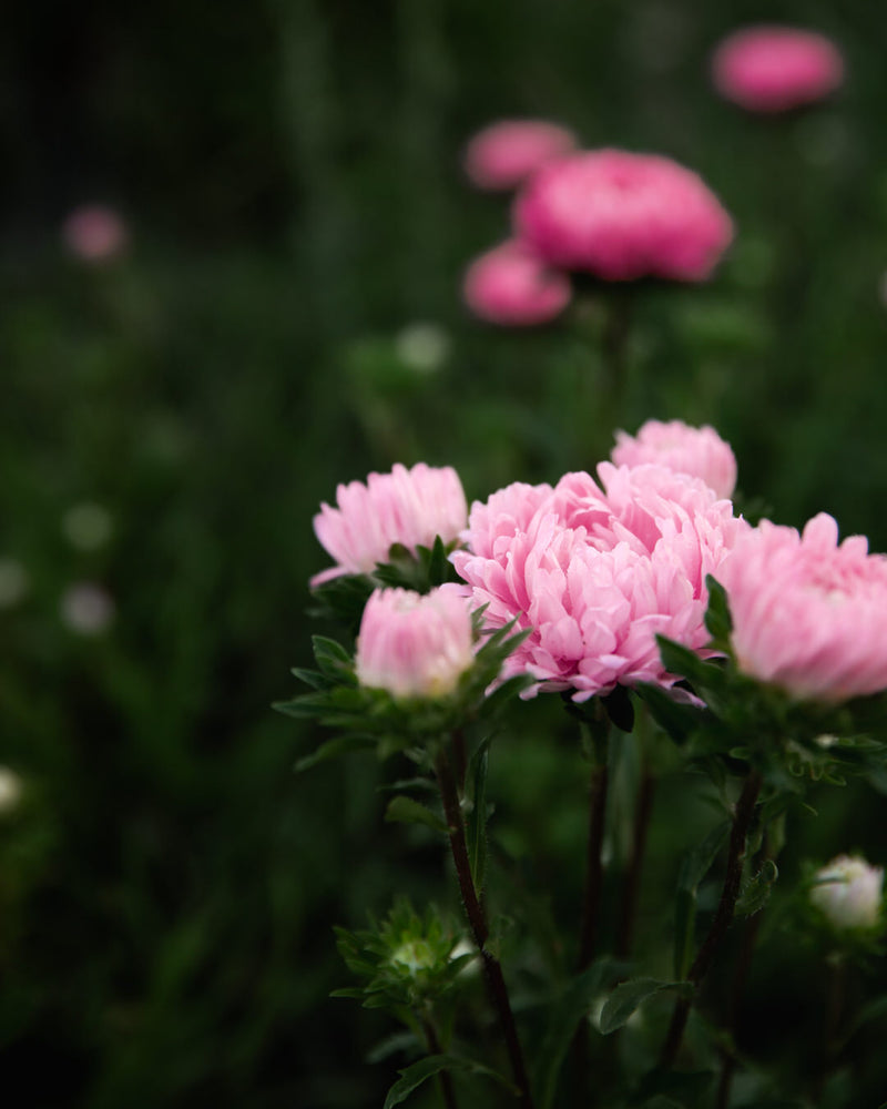 China Aster Tower Chamois Seeds