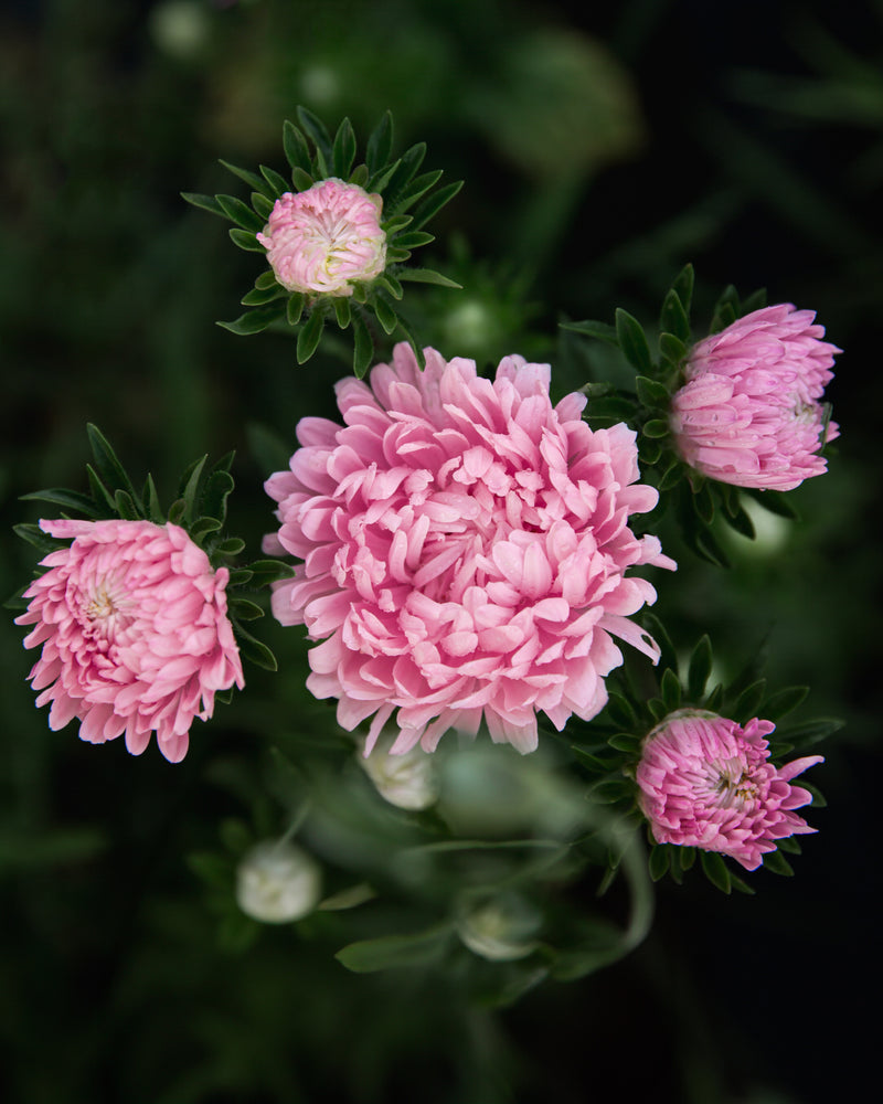 China Aster Tower Chamois Seeds