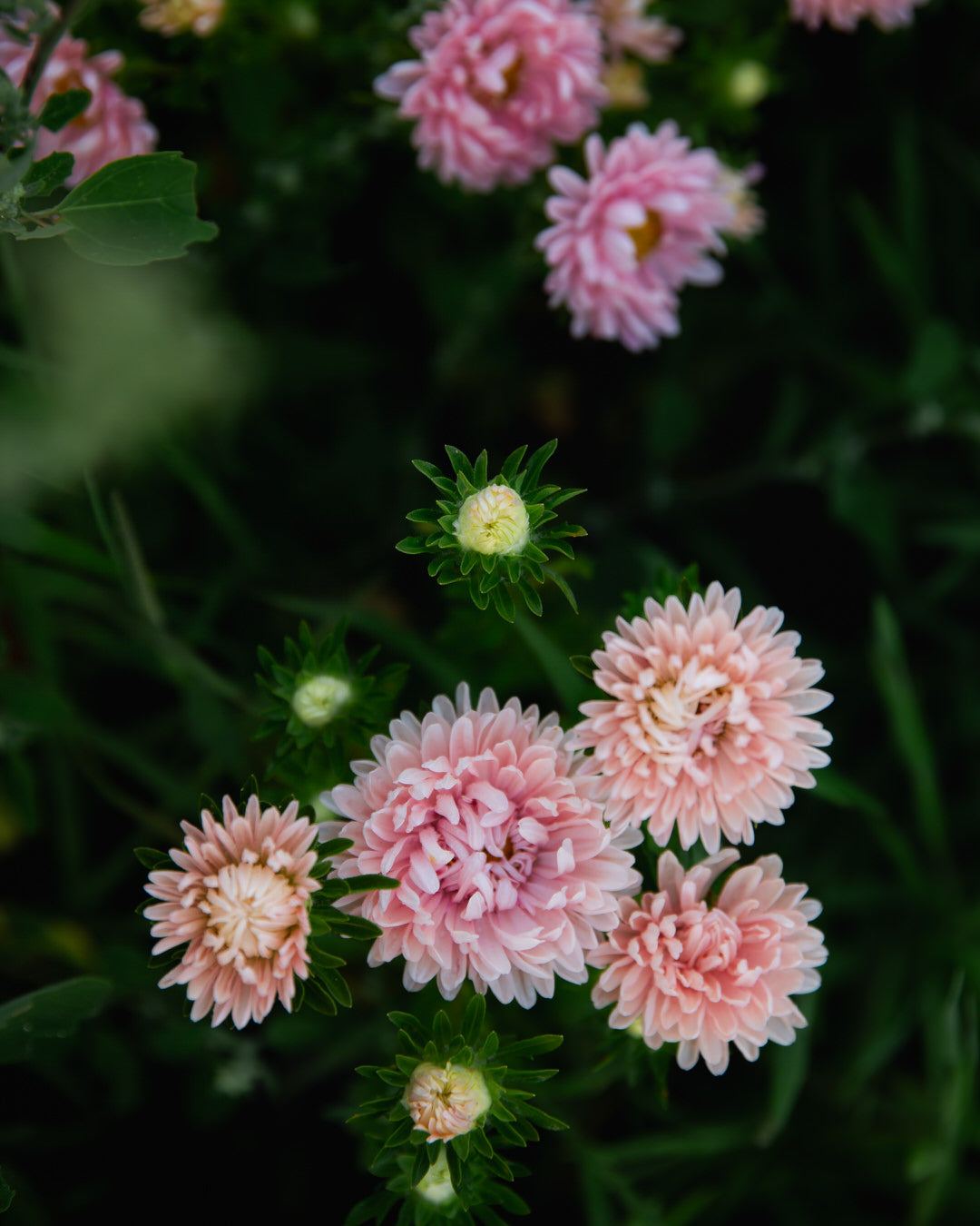 China Aster King Size Apricot Seeds