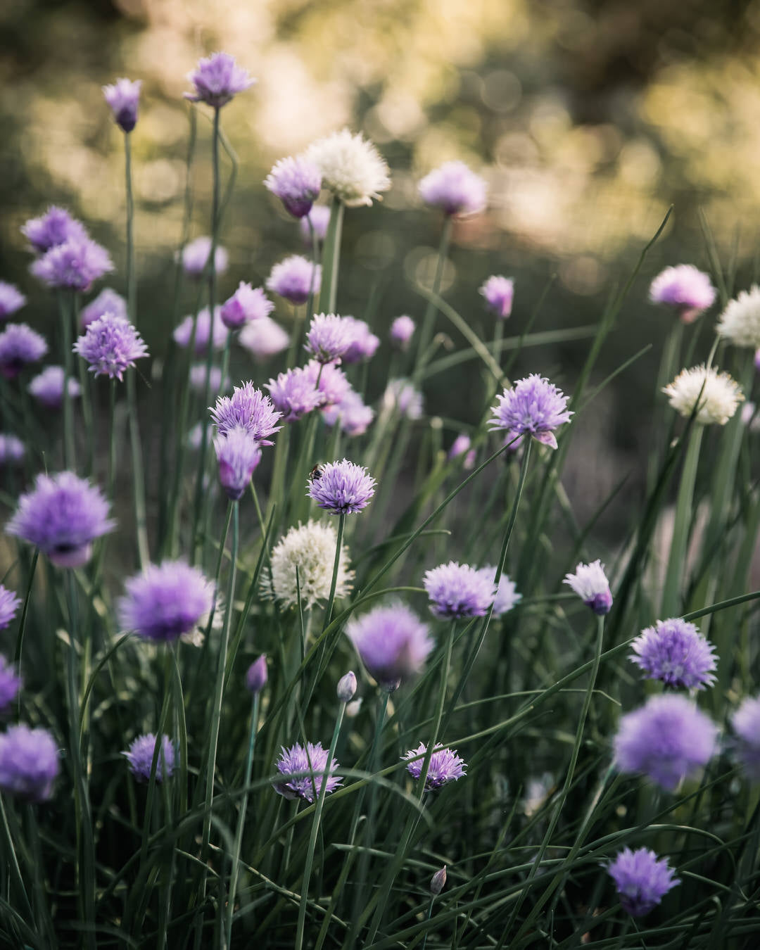 Chive 'Staro' | Petal Back Farm
