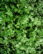 Slow Bolt Cilantro Seeds