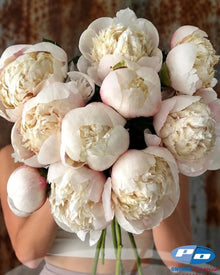 Peony 'Colonel Owen Cousins' (3-5 eye)
