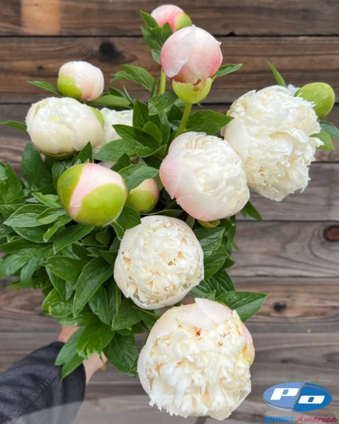 Peony 'Colonel Owen Cousins' (3-5 eye)