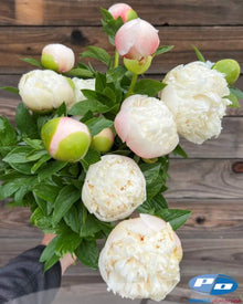 Peony 'Colonel Owen Cousins' (3-5 eye)