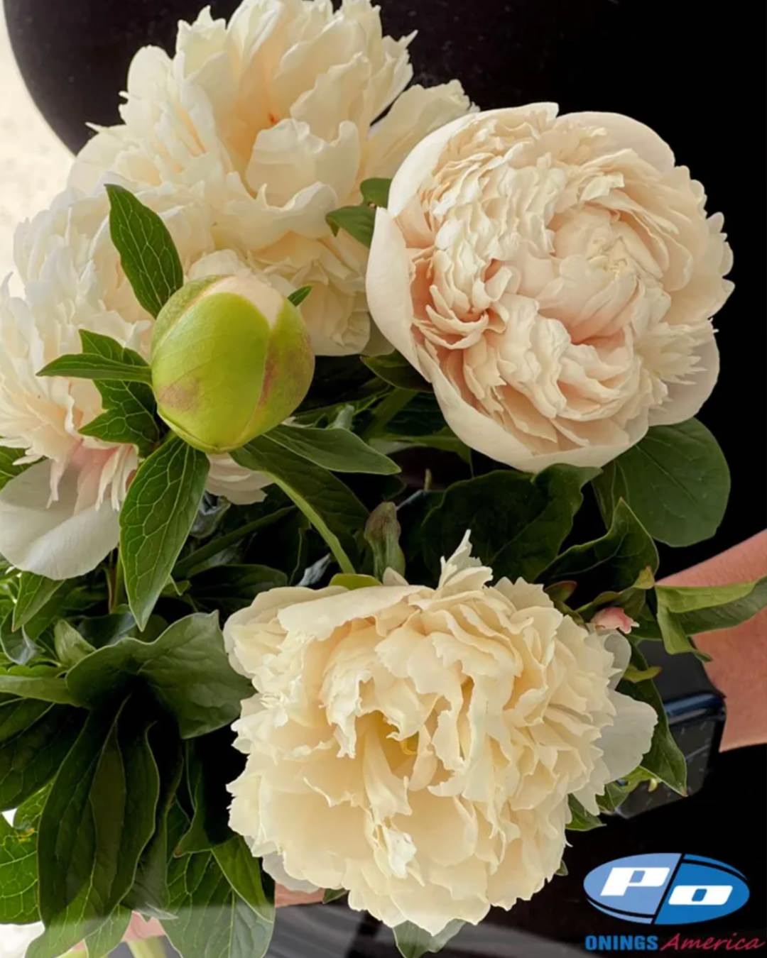Peony 'Colonel Owen Cousins' (3-5 eye)