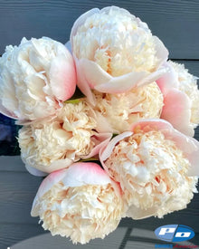 Peony 'Colonel Owen Cousins' (3-5 eye)