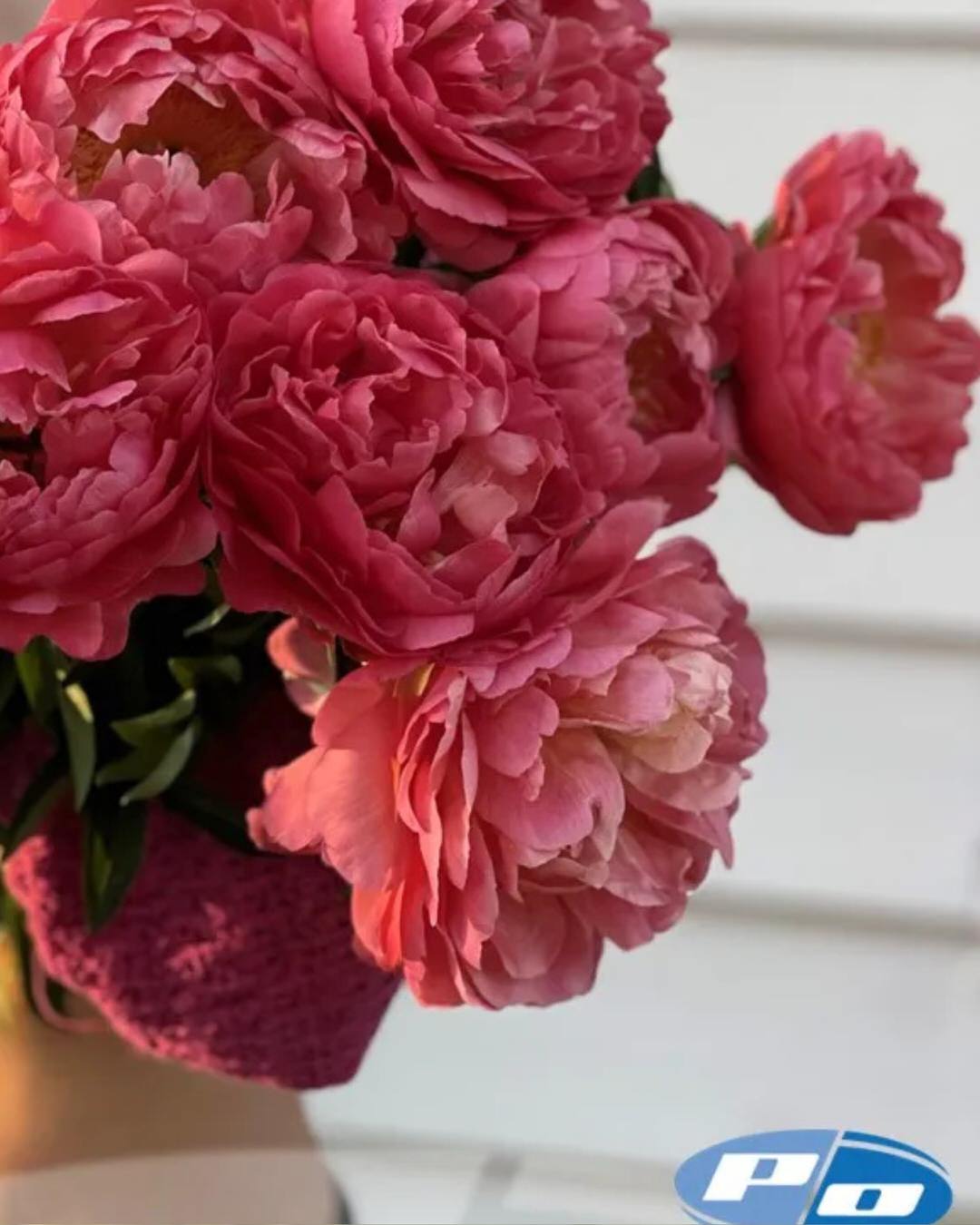 Peony 'Coral Sunset' (3-5 eye)
