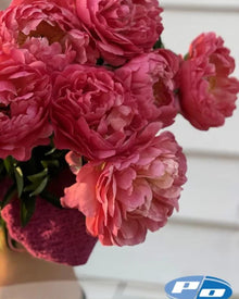Peony 'Coral Sunset' (3-5 eye)