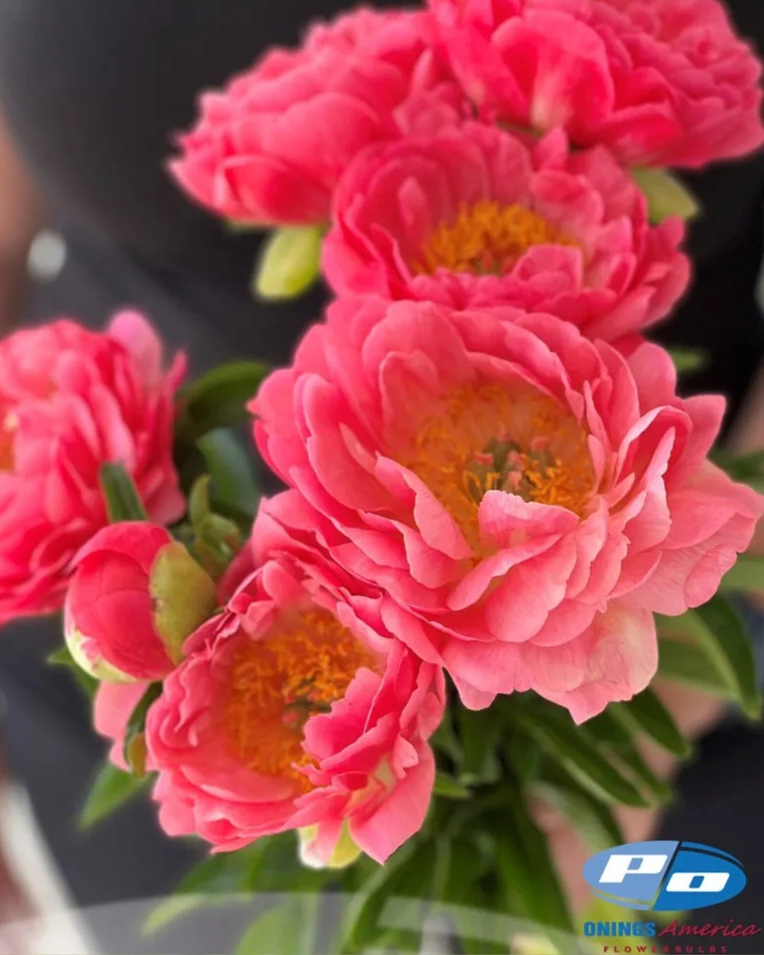 Peony 'Coral Sunset' (3-5 eye)