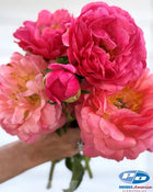 Peony 'Coral Sunset' (3-5 eye)