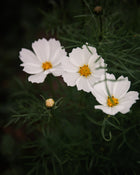Cosmos Afternoon White Seeds