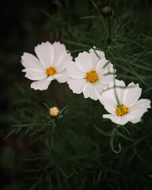Cosmos Afternoon White Seeds