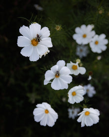 Cosmos 'Afternoon White'