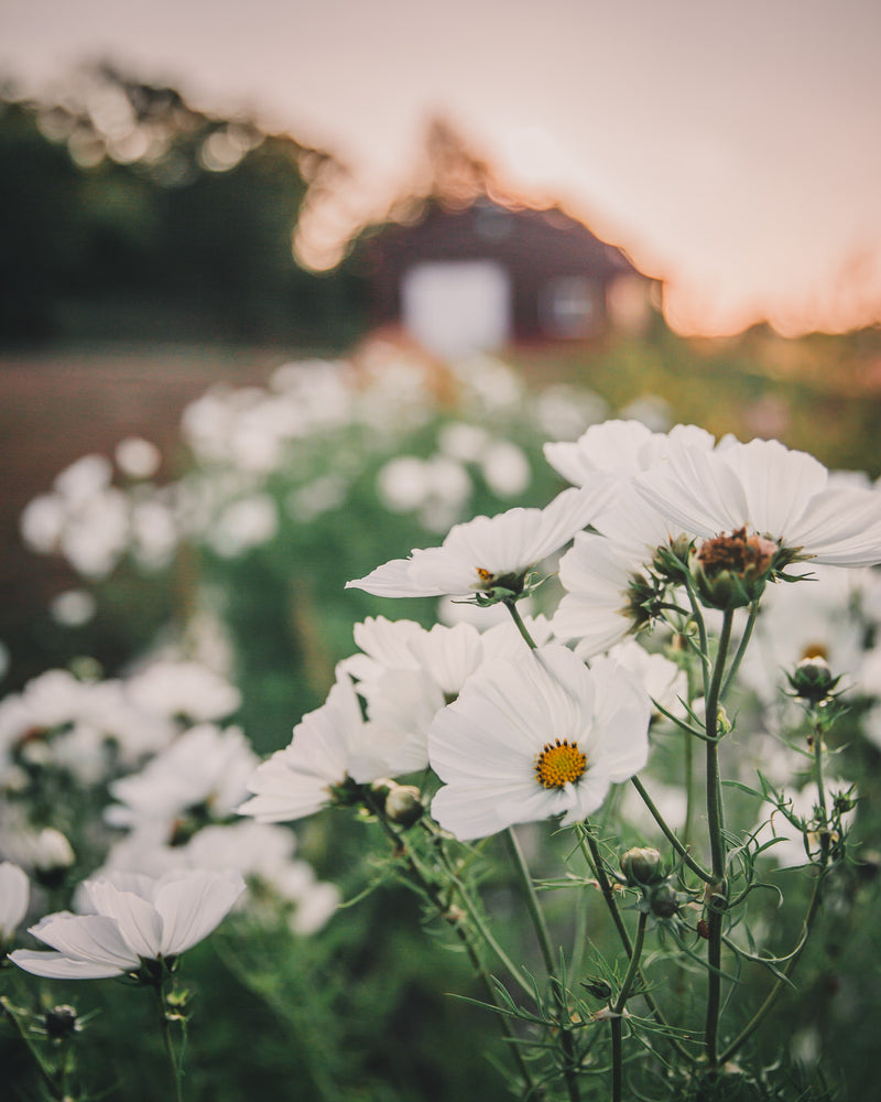 Cosmos Afternoon White Seeds