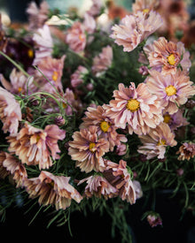 Comsos Apricotta seeds