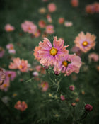 Comsos Apricotta seeds