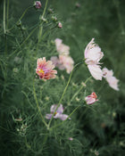 Comsos 'Apricotta' seeds