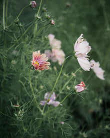 Comsos 'Apricotta' seeds