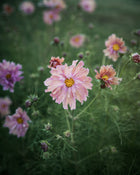 Comsos 'Apricotta' seeds