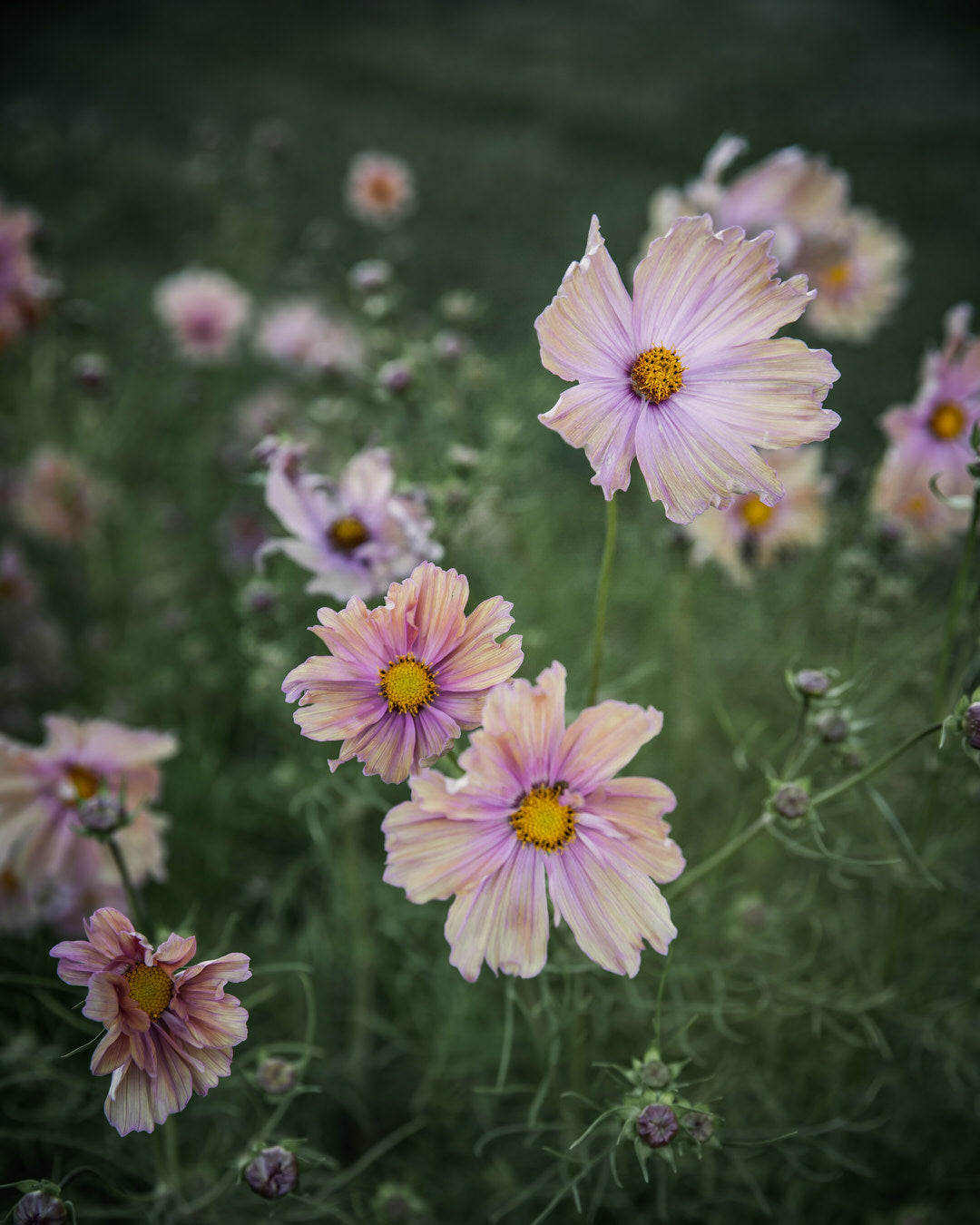 Comsos 'Apricotta' seeds